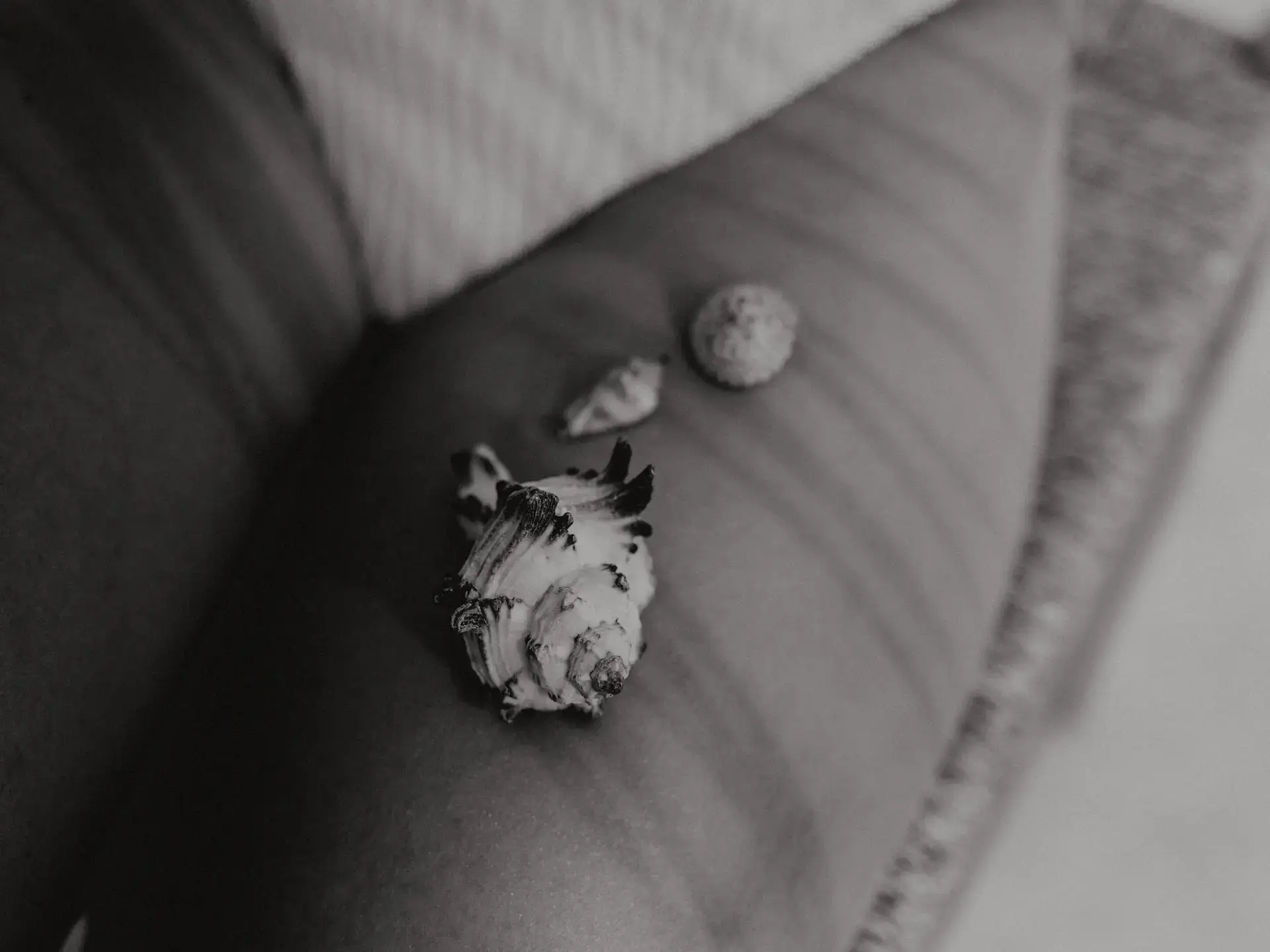shells-legs